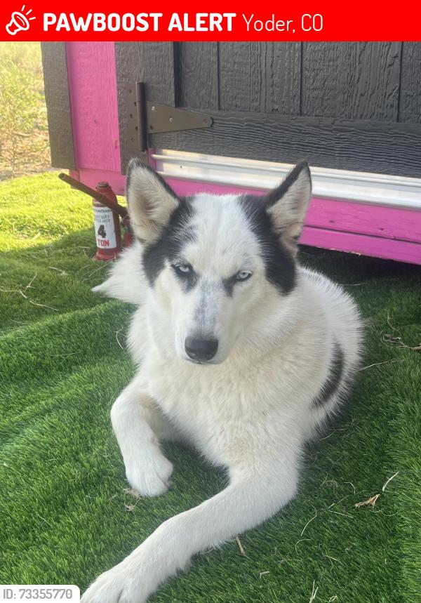 Lost Female Dog last seen Carl View, Yoder, CO 80864, Yoder, CO 80864