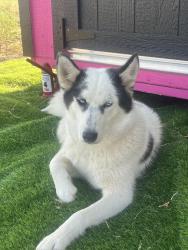 Lost Female Dog last seen Carl View, Yoder, CO 80864, Yoder, CO 80864