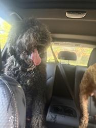 Reunited Male Dog last seen Mil and SKulian Blvd, Amarillo, TX 79102