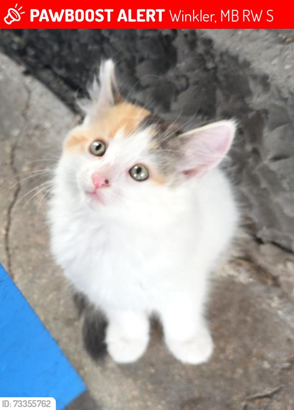 Lost Female Cat last seen McDonald's drive through, Winkler, MB R6W 2S2
