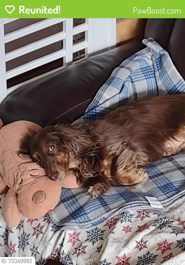 Reunited Male Dog last seen 128th and Taylor St, Blaine, MN 55434