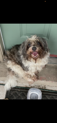 Reunited Unknown Dog last seen Anna joe, Citrus County, FL 34452