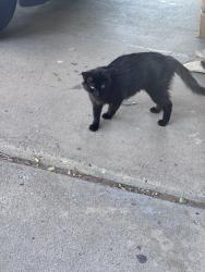 Found/Stray Female Cat last seen Eubank and Constitution, Albuquerque, NM 87112