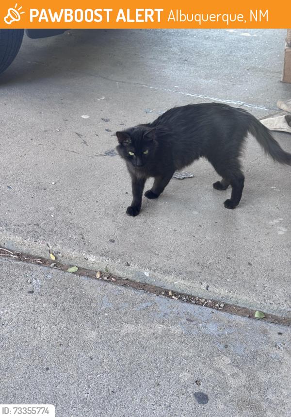 Found/Stray Female Cat last seen Eubank and Constitution, Albuquerque, NM 87112