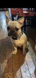 Lost Male Dog last seen north ave and central, Chicago, IL 60639