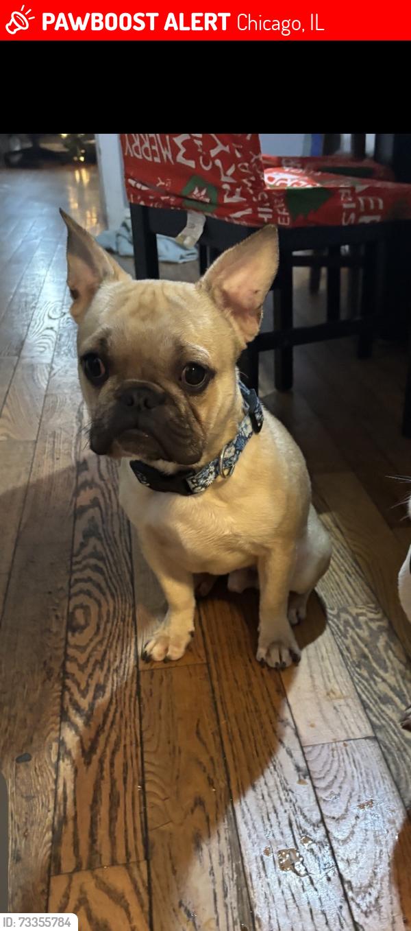 Lost Male Dog last seen north ave and central, Chicago, IL 60639