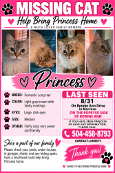 Lost Female Cat last seen Lapalco blvd and Bonnie Ann drive, Marrero, LA 70072