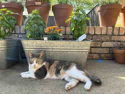 Reunited Female Cat last seen Eucalyptus and Maple Leaf, Plano, TX 75075