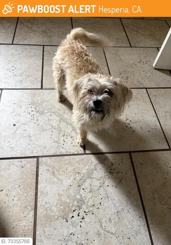 Found/Stray Male Dog last seen Sultana high school, Hesperia, CA 92345
