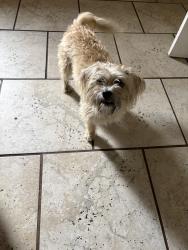 Found/Stray Male Dog last seen Sultana high school, Hesperia, CA 92345