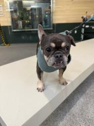 Shelter Stray Female Dog last seen , 3201 Lacy St, Los Angeles, CA 90031, USA