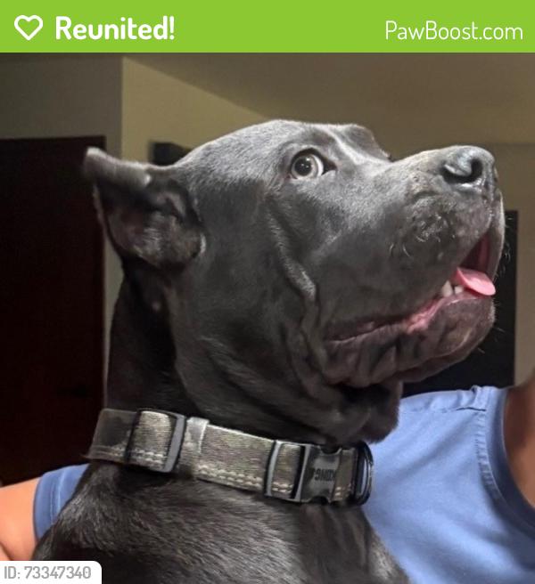 Reunited Male Dog last seen Wood Street, Lake Mary, FL 32746