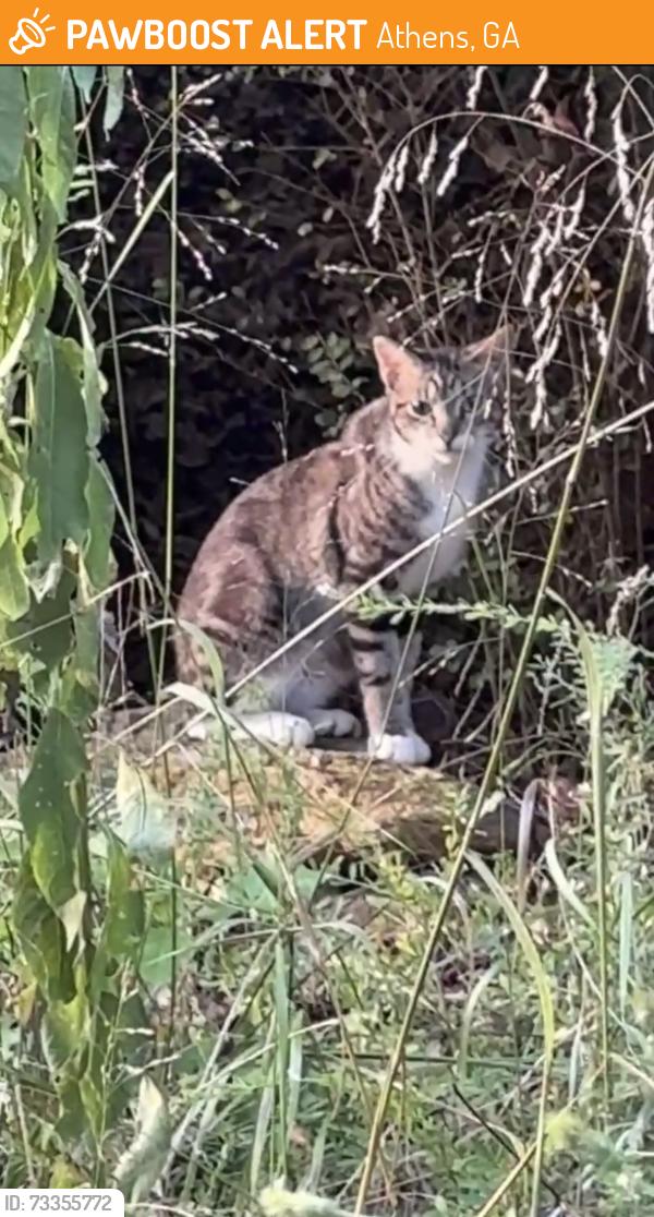 Found/Stray Unknown Cat last seen North oconee river greenway trailhead @carriage ln, Athens, GA 30605