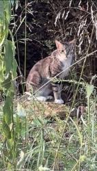 Found/Stray Unknown Cat last seen North oconee river greenway trailhead @carriage ln, Athens, GA 30605