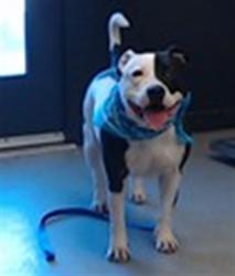 Shelter Stray Male Dog last seen 18TH/VALENCIA, 1419 Bryant St, San Francisco, CA 94103, USA