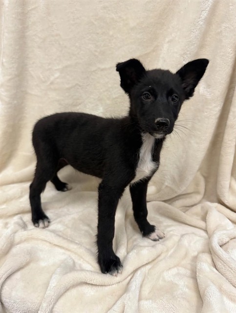 Shelter Stray Female Dog last seen , 38550 Sierra Hwy, Palmdale, CA 93550, USA