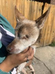 Reunited Male Dog last seen Near North and 700 West, SLC, Salt Lake City, UT 84101