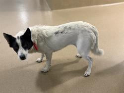 Shelter Stray Female Dog last seen , 38550 Sierra Hwy, Palmdale, CA 93550, USA