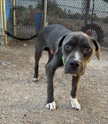 Shelter Stray Male Dog last seen , 4000 N Silverbell Rd, Tucson, AZ 85745, USA