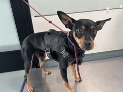 Shelter Stray Male Dog last seen , 4275 Elton St, Baldwin Park, CA 91706, USA