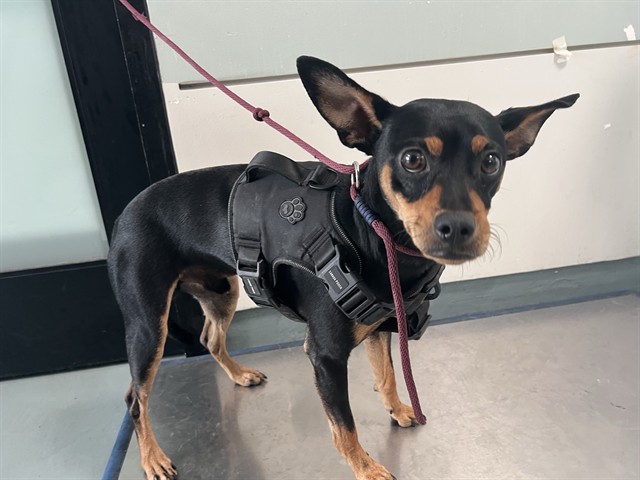 Shelter Stray Male Dog last seen , 4275 Elton St, Baldwin Park, CA 91706, USA