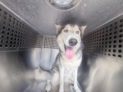 Shelter Stray Female Dog last seen 59TH AVE AND MCDOWELL RD, 2500 S 27th Ave, Phoenix, AZ 85009, USA