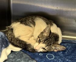 Shelter Stray Female Cat last seen , 11361 W Pico Blvd, Los Angeles, CA 90064, USA
