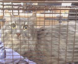 Shelter Stray Male Cat last seen JUAN WY/MADISON AVE, 95628, 3839 Bradshaw Rd, Sacramento, CA 95827, USA