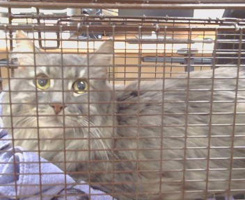 Shelter Stray Male Cat last seen JUAN WY/MADISON AVE, 95628, 3839 Bradshaw Rd, Sacramento, CA 95827, USA