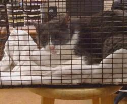 Shelter Stray Female Cat last seen JUAN WY/MADISON AVE, 95628, 3839 Bradshaw Rd, Sacramento, CA 95827, USA