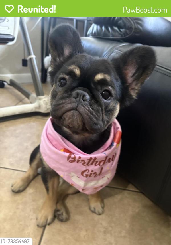 Reunited Female Dog last seen Near oleander dr miramar,Fl 33022, Miramar, FL 33023