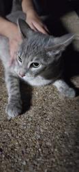Found/Stray Female Cat last seen Standridge and Rosemeade, Carrollton, TX 75007