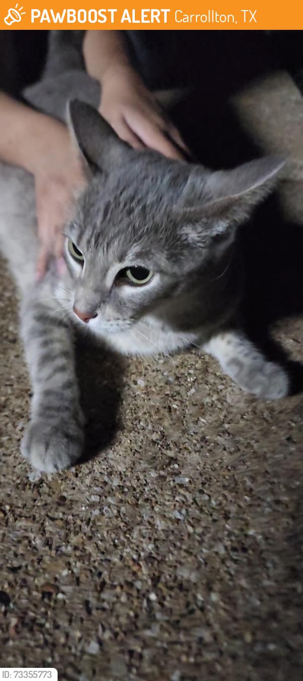 Found/Stray Female Cat last seen Standridge and Rosemeade, Carrollton, TX 75007