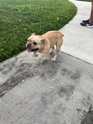 Reunited Female Dog last seen Near SW 17th Terrace, Miami, FL 33165, USA, Miami, FL 33165