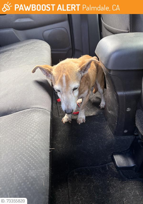 Found/Stray Male Dog last seen Ave Q and 35th st E, Palmdale, CA 93550