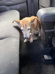 Found/Stray Male Dog last seen Ave Q and 35th st E, Palmdale, CA 93550