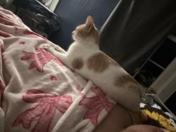 Lost Male Cat last seen Johns neck rd and Weems rd, Weems, VA 22576
