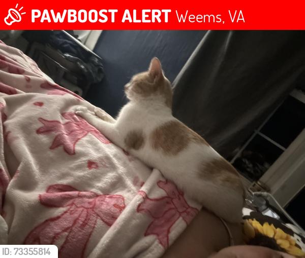 Lost Male Cat last seen Johns neck rd and Weems rd, Weems, VA 22576