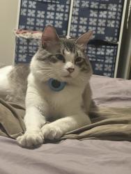 Lost Male Cat last seen San refer regional park, Reno, NV 89503