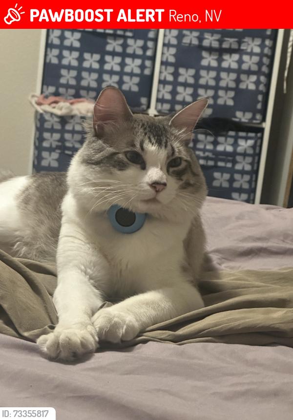 Lost Male Cat last seen San refer regional park, Reno, NV 89503