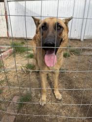 Reunited Male Dog last seen San Jacinto and Carter, Perris, CA 92570