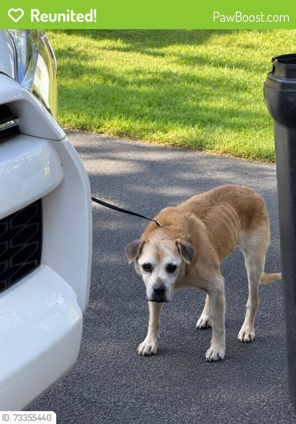 Reunited Female Dog last seen Old Beason Well Rd, Kingsport, TN 37660