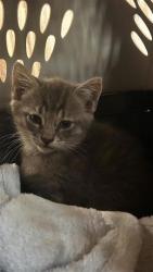Shelter Stray Female Cat last seen Mayfield and RM 1431, City of Round Rock, TX, 1855 SE Inner Loop, Georgetown, TX 78626, USA