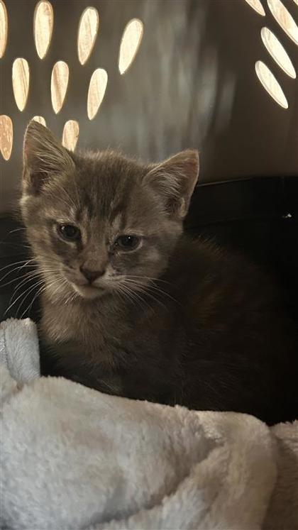 Shelter Stray Female Cat last seen Mayfield and RM 1431, City of Round Rock, TX, 1855 SE Inner Loop, Georgetown, TX 78626, USA