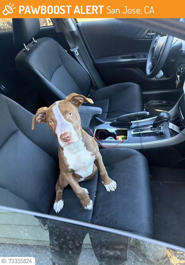 Found/Stray Male Dog last seen Mabury and Jackson, San Jose, CA 95133