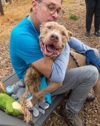 Shelter Stray Male Dog last seen Near Camellia Dr, 30032, GA, 3280 Chamblee Dunwoody Rd, Chamblee, GA 30341, USA