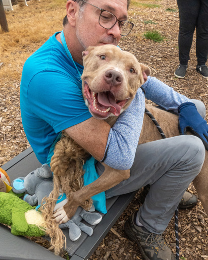 Shelter Stray Male Dog last seen Near Camellia Dr, 30032, GA, 3280 Chamblee Dunwoody Rd, Chamblee, GA 30341, USA
