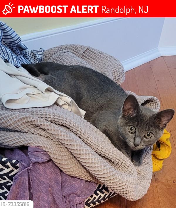 Lost Female Cat last seen Alfa bagels, zelif place, across from the route 10., Randolph, NJ 07869