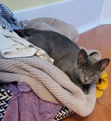 Lost Female Cat last seen Alfa bagels, zelif place, across from the route 10., Randolph, NJ 07869