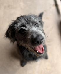 Shelter Stray Female Dog last seen Near Avon Allen Rd, Skagit County, WA, 18911 Kelleher Rd, Burlington, WA 98233, USA